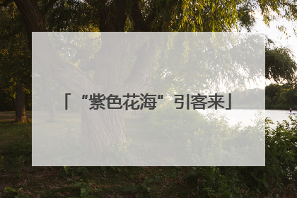 “紫色花海”引客来