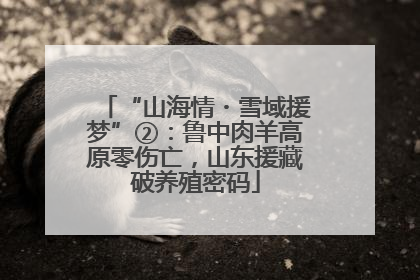 “山海情・雪域援梦”②：鲁中肉羊高原零伤亡，山东援藏破养殖密码