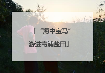 “海中宝马”游进霞浦盐田
