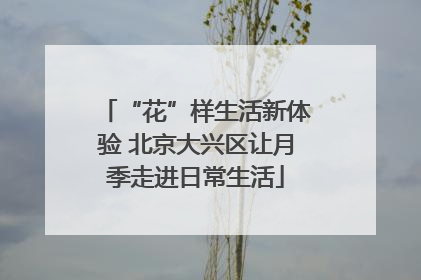 “花”样生活新体验 北京大兴区让月季走进日常生活