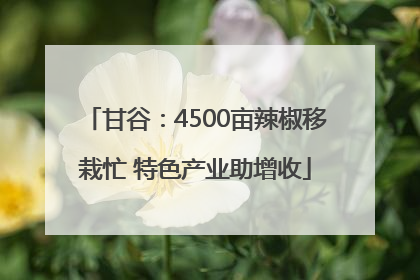 甘谷：4500亩辣椒移栽忙 特色产业助增收