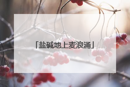 盐碱地上麦浪涌