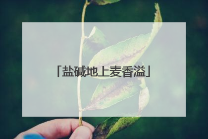 盐碱地上麦香溢