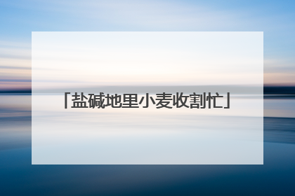 盐碱地里小麦收割忙