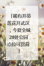 稀有并蒂莲花开武汉，今夏全城28处公园点位可赏荷