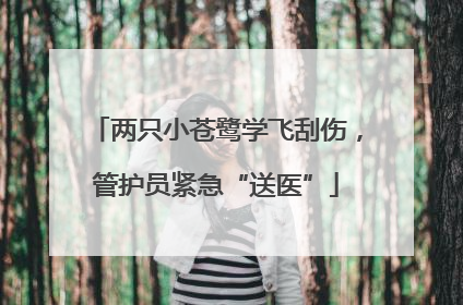 两只小苍鹭学飞刮伤，管护员紧急“送医”