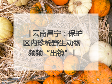 云南昌宁：保护区内珍稀野生动物频频“出镜”