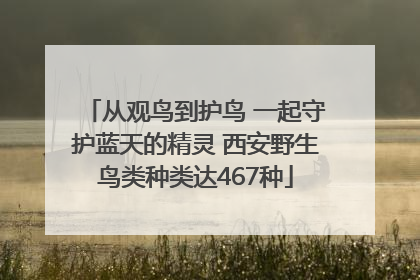 从观鸟到护鸟 一起守护蓝天的精灵 西安野生鸟类种类达467种