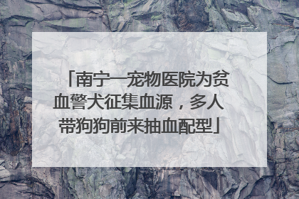 南宁一宠物医院为贫血警犬征集血源，多人带狗狗前来抽血配型