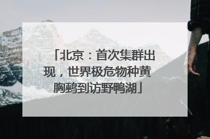 北京：首次集群出现，世界极危物种黄胸鹀到访野鸭湖