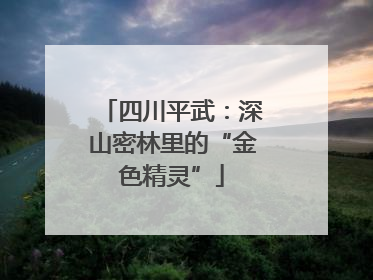 四川平武：深山密林里的“金色精灵”