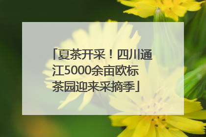 夏茶开采！四川通江5000余亩欧标茶园迎来采摘季