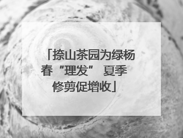 捺山茶园为绿杨春“理发” 夏季修剪促增收