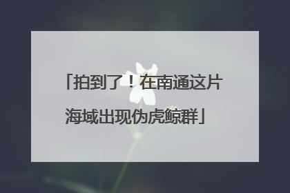 拍到了！在南通这片海域出现伪虎鲸群