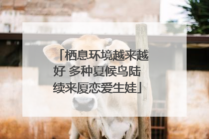 栖息环境越来越好 多种夏候鸟陆续来厦恋爱生娃