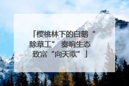 樱桃林下的白鹅“除草工” 奏响生态致富“向天歌”