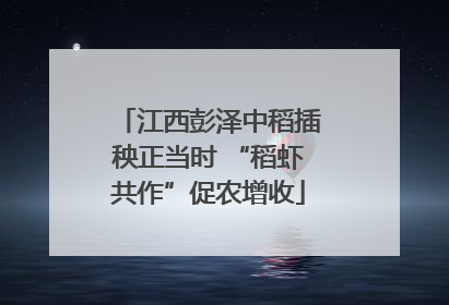 江西彭泽中稻插秧正当时 “稻虾共作”促农增收