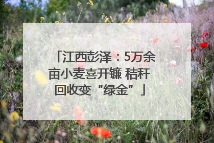 江西彭泽：5万余亩小麦喜开镰 秸秆回收变“绿金”