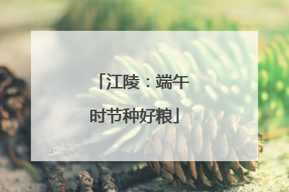 江陵：端午时节种好粮