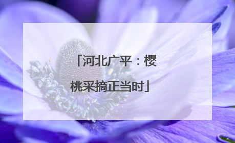 河北广平：樱桃采摘正当时