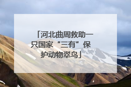 河北曲周救助一只国家“三有”保护动物翠鸟