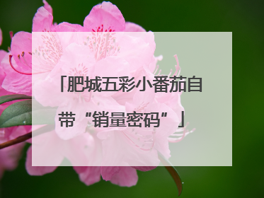 肥城五彩小番茄自带“销量密码”