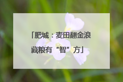 肥城：麦田翻金浪藏粮有“智”方