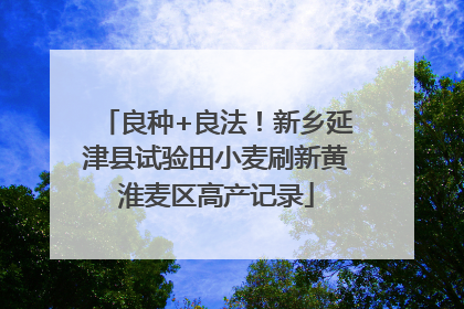 良种+良法！新乡延津县试验田小麦刷新黄淮麦区高产记录