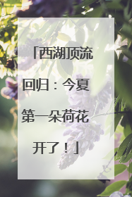 西湖顶流回归：今夏第一朵荷花开了！