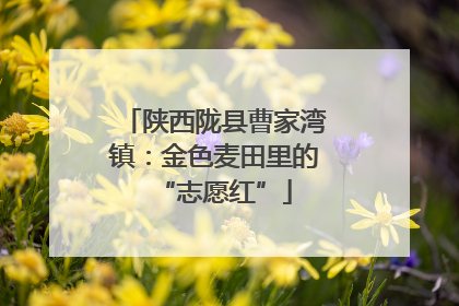 陕西陇县曹家湾镇：金色麦田里的“志愿红”